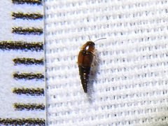 Tachyporus jocosus
