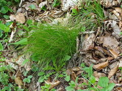 Festuca heterophylla