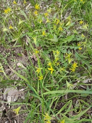 Gagea minima