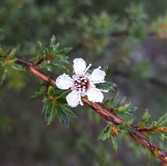 Leptospermum scoparium