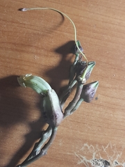 Angiospermae