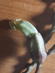 Angiospermae
