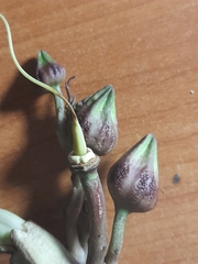 Angiospermae