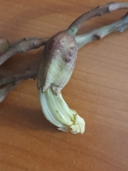 Angiospermae