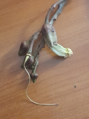 Angiospermae