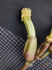 Angiospermae