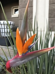 Strelitzia juncea