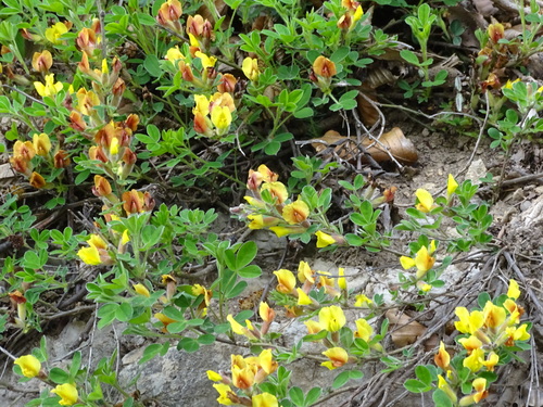 Chamaecytisus hirsutus, photograph 6