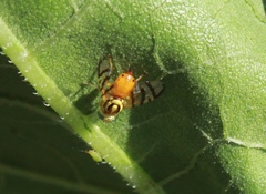 Zonosemata vittigera