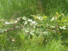 Rubus phoenicolasius