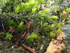 Cinclidotus fontinaloides