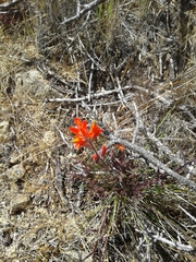 Castilleja subinclusa