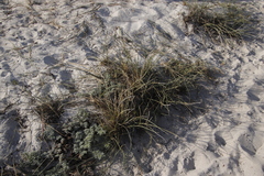 Cladoraphis cyperoides