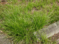 Carex leersii