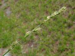 Carex leersii