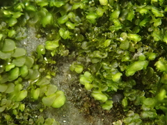 Frullania riparia