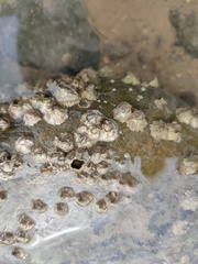 Austrominius modestus