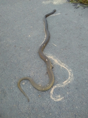 Philodryas mattogrossensis