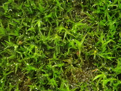 Didymodon rigidulus