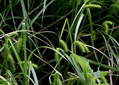 Carex fascicularis