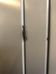 Parainocellia bicolor