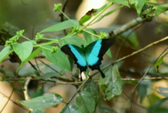 Papilio buddha