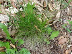 Festuca heterophylla