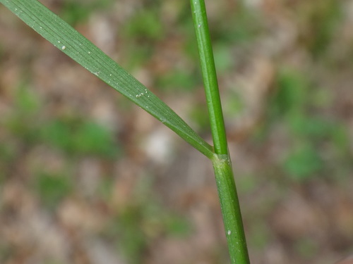 Image of Festuca heterophylla by (c) Christian Berg, some rights reserved (CC BY)