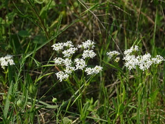 Valerianella amarella
