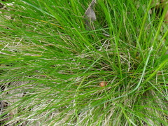 Festuca heterophylla