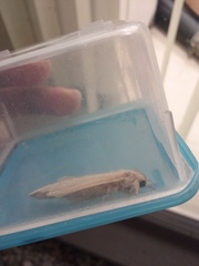 Phragmataecia castaneae