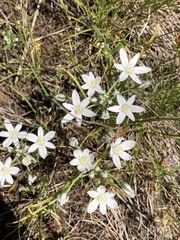 Ornithogalum orthophyllum