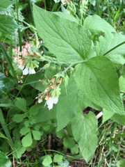 Symphytum orientale