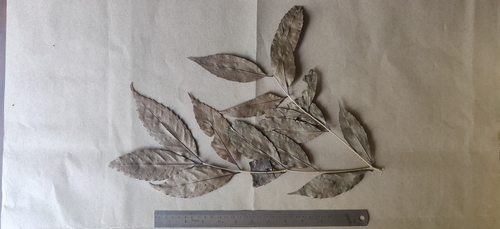 Tetrapilus dioicus, photograph 1