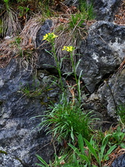 Erysimum sylvestre