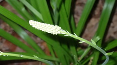 Amianthium