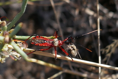 Poecilosphodrus gratiosus