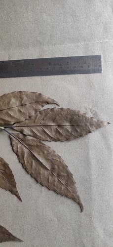 Tetrapilus dioicus, photograph 2