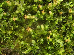 Frullania riparia