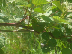 Rubus phoenicolasius