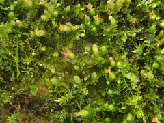 Frullania riparia