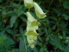 Digitalis lutea lutea