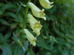 Digitalis lutea lutea