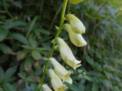 Digitalis lutea lutea