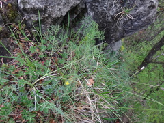 Seseli austriacum