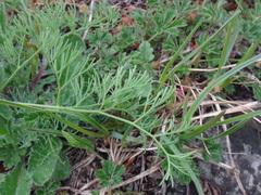 Seseli austriacum