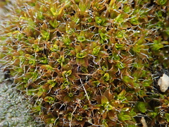 Syntrichia montana