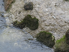 Cinclidotus riparius