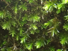 Cinclidotus riparius