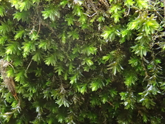 Cinclidotus riparius